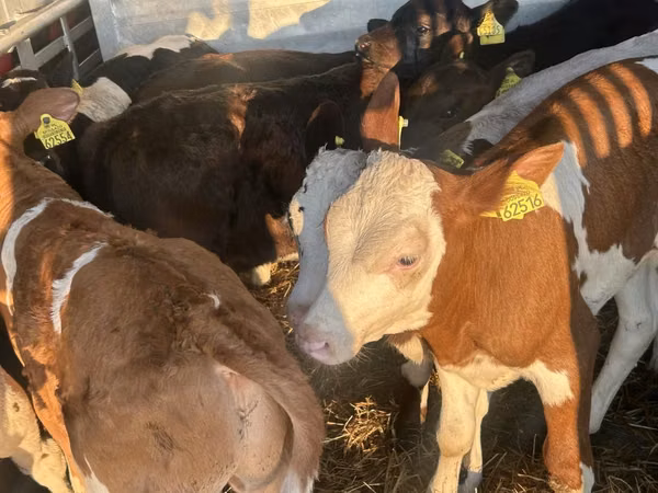 Rinder (Partie, Geschlecht nicht angegeben), Simmental cattle