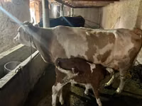 母牛, Swiss cattle — 照片 2