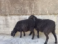 Widder, Schafe — Foto 1