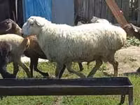 Carnero, Rhon sheep — foto 4