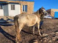 Toychoq, Kazakh horse — 1-rasm