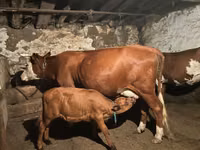 بقرة, Latvian Blue cattle — الصورة 1