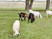 Ziege, Saanen goat — Foto 7