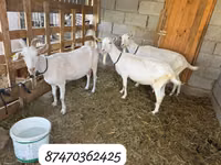 Ziege, Saanen goat — Foto 1