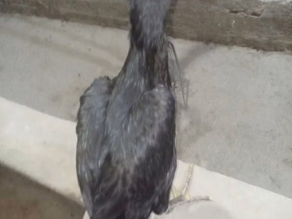 Chickens — قيرغيزستان