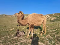 Kamel, Kazakh Bactrian camel — Foto 4
