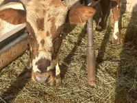 Toro, Simmental cattle — foto 2