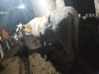Vaca, Simmental cattle — foto 5