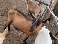 बकरी, Alpine goat — फ़ोटो 3
