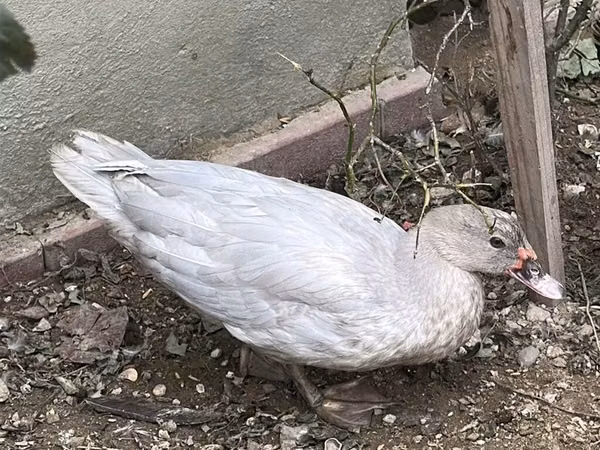 Ducks