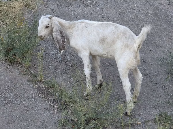 عنزة, Beetal goats
