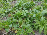 Продам сено и кормовую сфеклу — 3-rasm