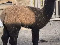 جمل, الجمال — الصورة 8