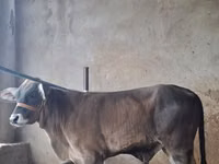 Bulle, Brahman — Foto 3