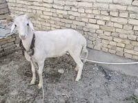 Widder, Merino sheep — Foto 1