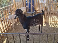 Теке, Beetal goats — 6-сурет