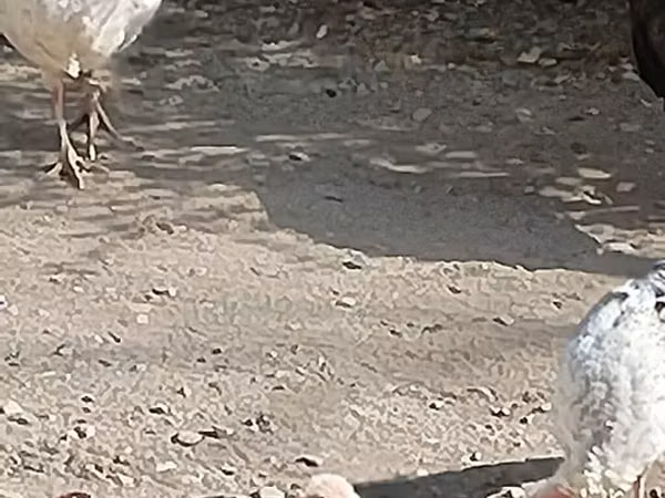Индейкалар