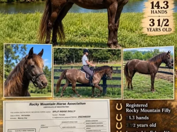 فرس, Rocky Mountain Horse
