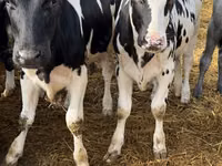 بقرة, Russian Black pied cattle — الصورة 3