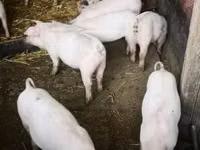 Schweine (Partie, Geschlecht nicht angegeben), Schweine — Foto 1