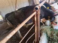 Toro, Simmental cattle — foto 7