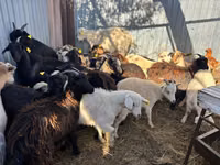 Cabro, Cabras — foto 1