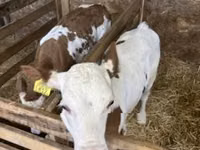 Kuh, Ungarische Graue Rasse — Foto 5