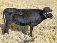 Toro, Aberdeen-Angus — foto 1