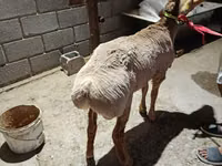 Қошқар, Arashan sheep — 2-сурет