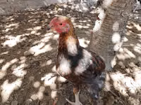 Chickens — Foto 2