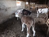 母牛, Cattle — 照片 4