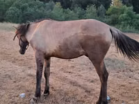 Caballos (lote, sexo no especificado), Caballos — foto 2