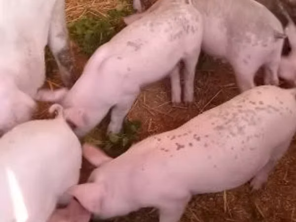 Säue, 