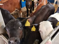 Buqa, Simmental cattle — 5-rasm