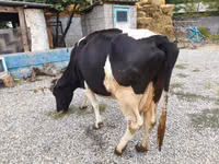 Kuh, Holstein-Rasse — Foto 2