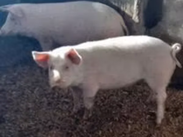Säue, Schweine — Kasachstan