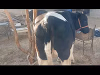 Bovinos (lote, sexo no especificado), Russian Black pied cattle — foto 1