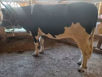 गाय, Russian Black pied cattle — फ़ोटो 2