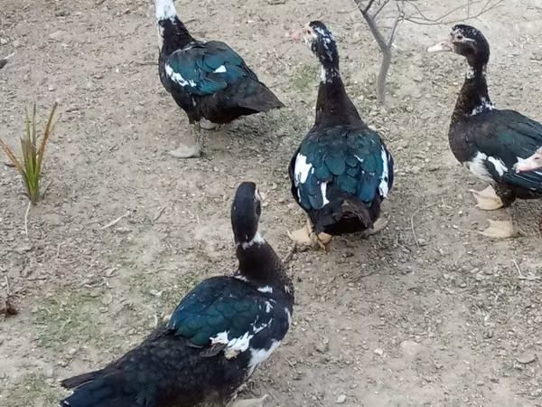 Ducks