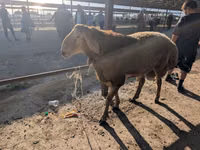 Ram, Sheep — photo 1