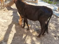गाय, मवेशी — फ़ोटो 7
