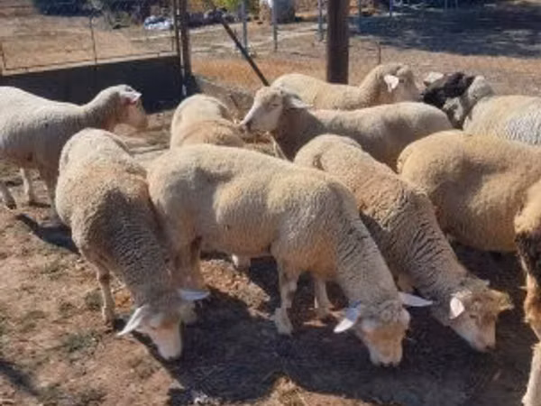 Widder, Ile-de-France sheep