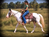 घोड़ा, National Show Horse — फ़ोटो 2