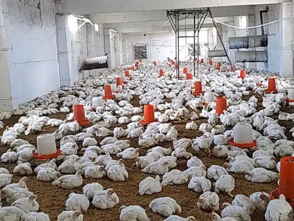 Chickens — Usbekistan
