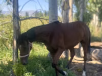 فرس, Arabian horse — الصورة 7
