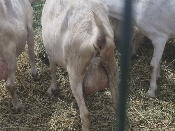 Ziege, Saanen goat — Kirgisistan
