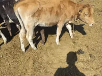 Cow, Simmental cattle — photo 4