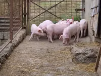 猪（批次，未指定性别）, Pigs — 照片 4