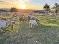 Widder, Katum sheep — Foto 1