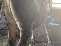 公牛, Swiss cattle — 照片 3